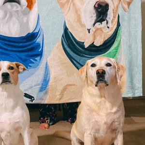 Custom Pet Portrait Blanket, Dog Custom Blanket unisex, hoodie, sweatshirt Custom Pet Portrait Blanket, Dog Custom Blanket unisex, hoodie, sweatshirt